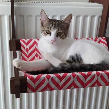 Atolye Ilgen Kedi Radyator Yatagi Fiyati Taksit Secenekleri