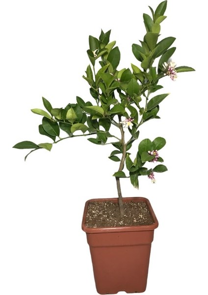 Evim Bahçem Saksılı Çiçekli Bodur Limon Ağacı Fidanı