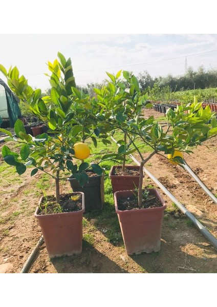 Evim Bahçem Saksılı Çiçekli Bodur Limon Ağacı Fidanı