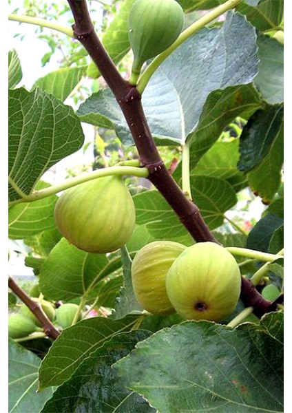 Istanbul Baharat Incir Yaprağı 30 gr fiyatları