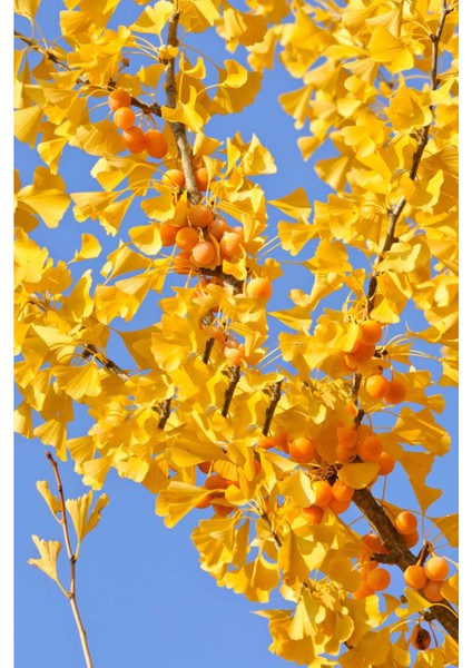 Istanbul Baharat Ginkgo Biloba Yaprağı 4 x 30 gr