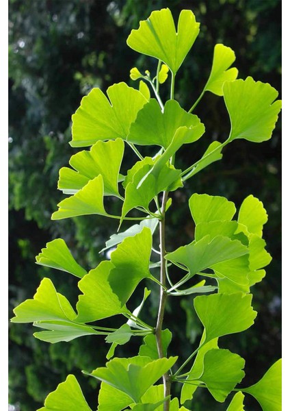 Istanbul Baharat Ginkgo Biloba Yaprağı 6 x 30 gr