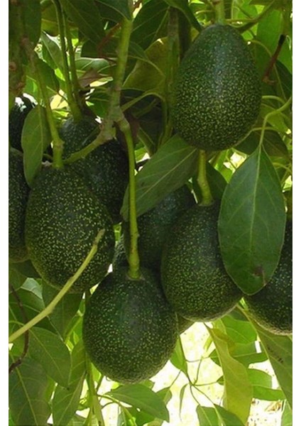 Istanbul Baharat Avokado Yaprağı 4 x 50 gr