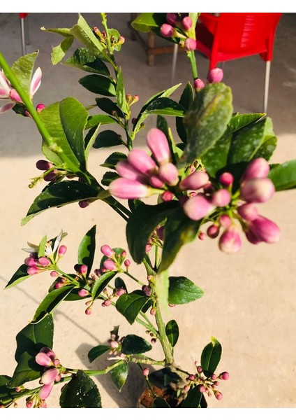 Limon Ağacı Fidanı (Çiçekli) Yediveren Limon Fidanı 2 Ila 3 Yaş 100-120 cm