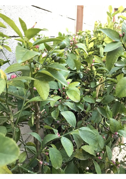 Limon Ağacı Fidanı (Çiçekli) Yediveren Limon Fidanı 2 Ila 3 Yaş 100-120 cm