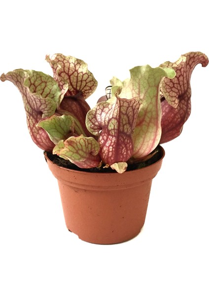 Sarracenia Purpurea 'Venosa' (Sinek Kapan Etobur Bitki)