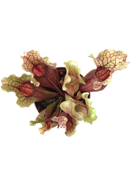 Sarracenia Purpurea 'Venosa' (Sinek Kapan Etobur Bitki) fiyatları