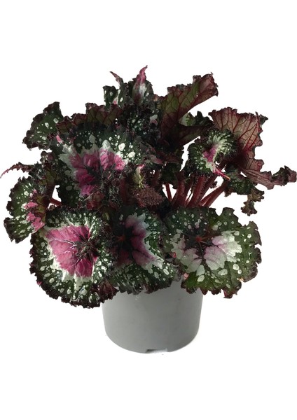 Begonia Rex 'Alaska Creek' (Begonya Çiçeği)