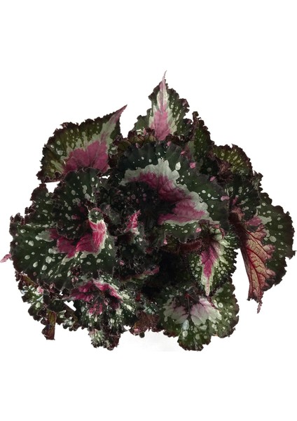 Begonia Rex 'Alaska Creek' (Begonya Çiçeği) fiyatları