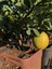 Evim Bahçem Saksılı Çiçekli Bodur Limon Ağacı Fidanı 4