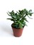 - Crassula Ovata - Para Çiçeği 1