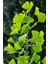 Istanbul Baharat Ginkgo Biloba Yaprağı 6 x 30 gr 3