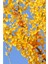 Istanbul Baharat Ginkgo Biloba Yaprağı 3 x 30 gr 4