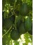 Istanbul Baharat Avokado Yaprağı 4 x 50 gr 4