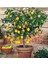 Limon Ağacı Fidanı (Çiçekli) Yediveren Limon Fidanı 2 Ila 3 Yaş 100-120 cm 1