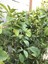 Limon Ağacı Fidanı (Çiçekli) Yediveren Limon Fidanı 2 Ila 3 Yaş 100-120 cm 5