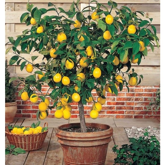 EVİM BAHÇEM Limon Ağacı Fidanı (Çiçekli) Yediveren Limon Fidanı 2 Ila 3 Yaş 100-120 cm