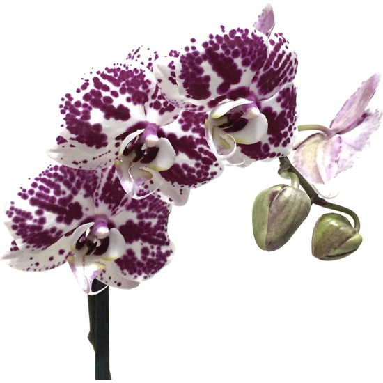 Betonish - Phalaenopsis 'purple Point' - Çift Dal Mor Benekli Beyaz Orkide