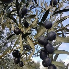 Fidan & Peyzaj  Gemlik Zeytin Fidanı