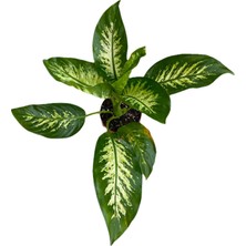 Bitki Fidanım Difenbahya Bitkisi-Dieffenbachia Tropical 50-60  cm