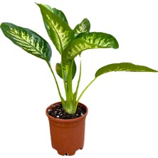 Bitki Fidanım Difenbahya Bitkisi-Dieffenbachia Tropical 50-60  cm