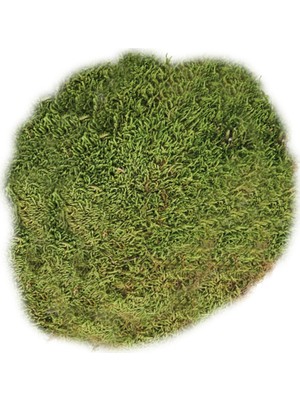 Hediye Vitrini Doğal Kara Yosunu 1.kalite Terraryum Minyatür Bahçe ve Aranjmanlar Için Uygun 30 cm