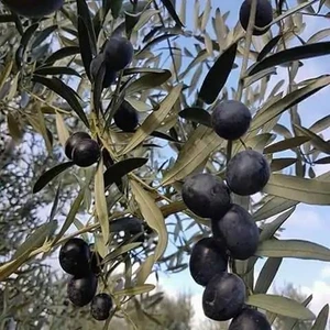 Gemlik Zeytin Fidanı (4 Adet / 120 Cm. Boyda)