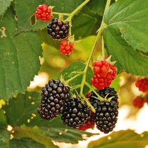 Fidan & Peyzaj  Chester Böğürtlen Fidanı