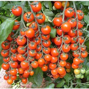 Misket Cherry Domates Tohumu 20 Adet + Yetiştirme Saksısı + Torf