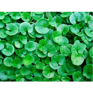 Akvaryum Bitkileri Dichondra Repens 1 Saksı 30-40 Kök