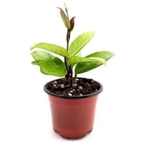 Mum Çiçeği Fidesi 1AD Saksılı