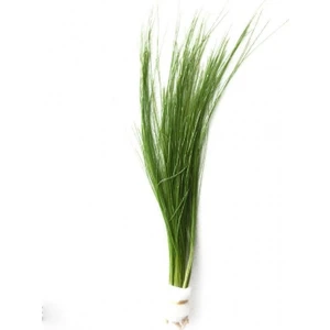 Eleocharis Vivipara