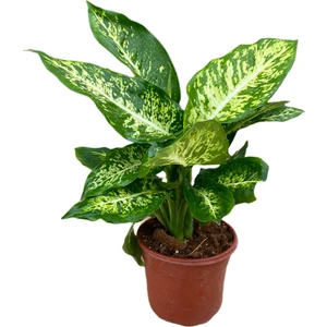 Bitki Fidanım Difenbahya Bitkisi-Dieffenbachia Camilla 30-40  cm