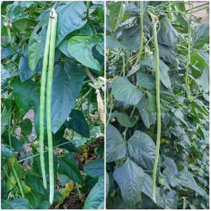 Murat Tohumculuk Murat Tohum Sırık Börülce Tohumu Doğal Sırık Börülce Tohumu Sırık Acebek Tohumu 10 Adet Tohum