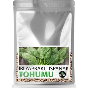 Iri Yapraklı Ispanak Tohumu Yüksek Verim 30 'lu