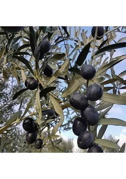 Fidan & Peyzaj  Gemlik Zeytin Fidanı