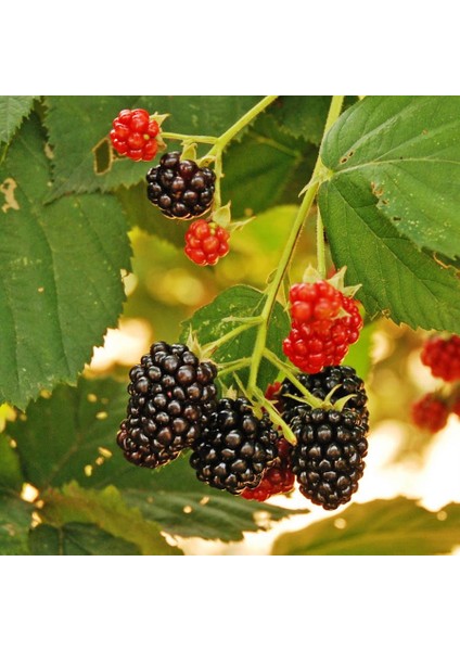 Chester Böğürtlen Fidanı