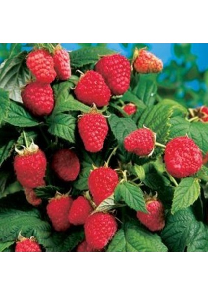 2 Adet Ahududu + 2 Adet Böğürtlen Fidanı (Açık Kök / Dikensiz)