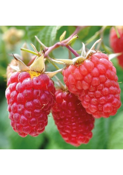 2 Adet Ahududu + 2 Adet Böğürtlen Fidanı (Açık Kök / Dikensiz) fiyatları