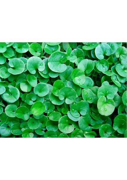 Dichondra Repens 1 Saksı 30-40 Kök