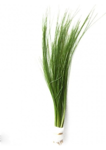 Eleocharis Vivipara