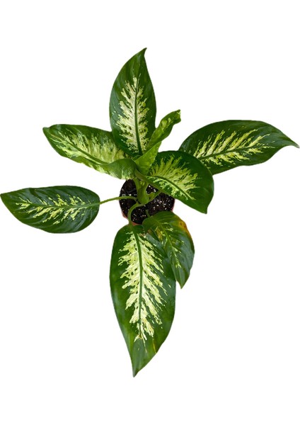 Difenbahya Bitkisi-Dieffenbachia Tropical 50-60 cm