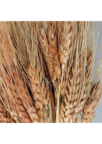 Kuru Çiçek Doğal Kahverengi Başak 35 Gram fiyatları