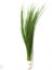 Eleocharis Vivipara 1