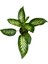 Difenbahya Bitkisi-Dieffenbachia Tropical 50-60 cm 2