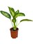 Difenbahya Bitkisi-Dieffenbachia Tropical 50-60 cm 3