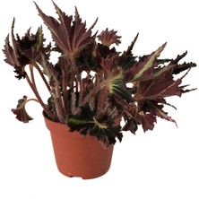 Betonish Begonia 'Break Dance' (Begonya Çiçeği)