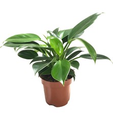 Betonish Philodendron 'Green Princess'