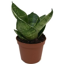 Betonish Sansevieria 'Green Hahnii' (Paşa Kılıcı)