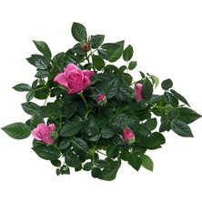 Betonish Rosa 'Pink' (Pembe Gül)